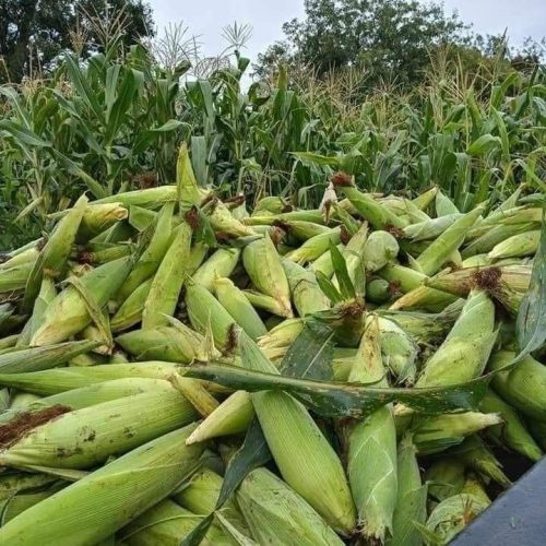 WhatsApp-Image-2025-02-21-at-11.21.10-AM-1